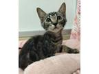 Adopt Saber a Tabby