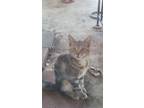 Adopt Eva II a Domestic Short Hair, Tabby