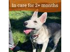 Adopt Otis a Siberian Husky, German Shepherd Dog