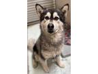 Adopt Fluffy a Husky, Mixed Breed