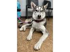 Adopt Chip a Husky, Mixed Breed