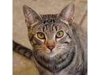 Adopt Luffy a Domestic Short Hair