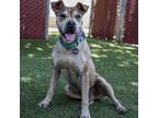 Adopt Radahn a Pit Bull Terrier, Shar-Pei