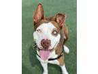 Adopt Bubba a Pit Bull Terrier