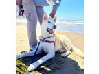 Adopt Jasper a Siberian Husky