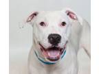 Adopt Casen a Pit Bull Terrier