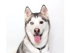 Adopt Asher a Siberian Husky