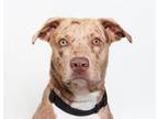 Adopt Bonzai a Labrador Retriever