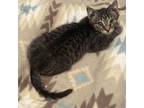 Adopt Tweety a Domestic Short Hair