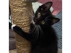 Adopt Sylvester a Domestic Short Hair