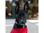 Adopt Maverick a Border Collie, Mixed Breed