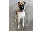 Adopt Whiskey a German Shepherd Dog, Mixed Breed