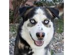 Adopt Juggler a Siberian Husky