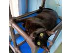 Adopt Juniper a Domestic Short Hair