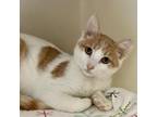 Adopt Tamale a Domestic Short Hair