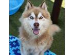 Adopt CT Lion a Husky