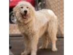 Adopt CT Tonto a Great Pyrenees, Mixed Breed