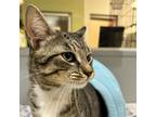 Adopt Waffle a Domestic Short Hair