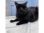 Adopt Kova a Domestic Medium Hair