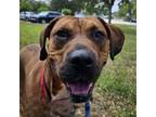 Adopt Pluto a Rhodesian Ridgeback