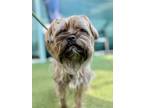 Adopt Sir Arthur a Brussels Griffon