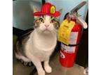 Adopt Turkey a Domestic Short Hair