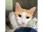 Adopt Ginger Pie a Domestic Short Hair