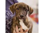 Adopt Sparta 20703 a Flat-Coated Retriever, Mixed Breed