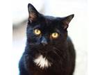 Adopt Sydney 2 a Domestic Short Hair