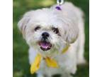 Adopt Max 20660 a Shih Tzu