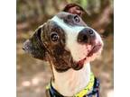 Adopt Bradley 2781 a Mixed Breed
