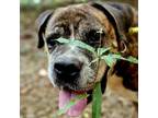 Adopt Tiger 5473 a Mixed Breed
