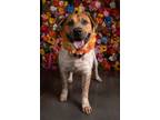 Adopt Scottland a Labrador Retriever, Mixed Breed