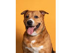 Adopt Sir Wallace a Labrador Retriever, Mixed Breed