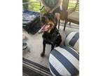 Adopt Dyno-IN FOSTER a Rottweiler