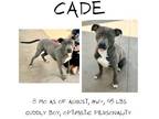 Adopt Cade a Mixed Breed