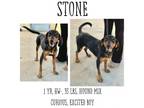Adopt Stone a Hound, Mixed Breed