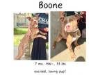 Adopt Boone a Mixed Breed