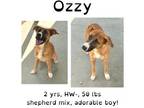 Adopt Ozzy a Collie, Mixed Breed