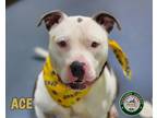 Adopt 24-08-2551 Ace a Pit Bull Terrier