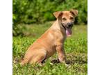 Adopt Kipper a Affenpinscher