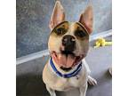 Adopt Pinto a Pit Bull Terrier