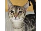 Adopt Mr. Pibb a Domestic Short Hair