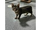 Adopt Mug a Domestic Short Hair