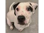 Adopt Marty a Labrador Retriever