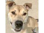 Adopt Lamar a Pit Bull Terrier