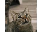 Adopt Demarco a Domestic Short Hair