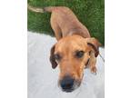 Adopt Scooter a Redbone Coonhound