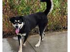 Adopt Kenny a Shepherd, Husky