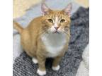 Adopt Sherbet a Domestic Short Hair